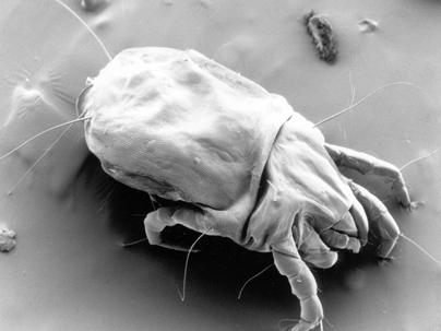 Close-up, grayscale, scanning electron microscope image of a house dust mite.