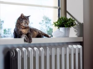 Cat Worsens Indoor Air